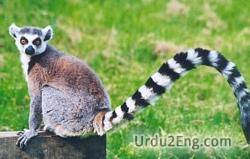 lemur Urdu Meaning