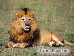 lion Urdu Meaning