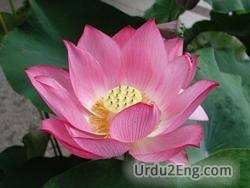 Lotus Urdu Meaning