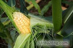 maize Urdu Meaning