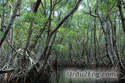 mangrove Urdu Meaning
