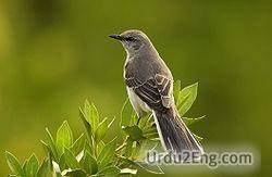 mockingbird Urdu Meaning