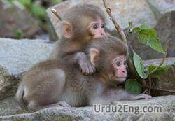 monkey Urdu Meaning