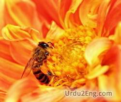 nectar Urdu Meaning