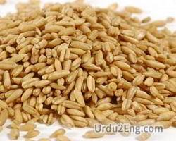 oat Urdu Meaning