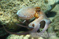 octopus Urdu Meaning