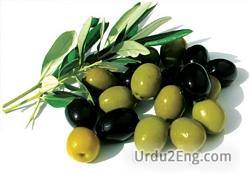 olive Urdu Meaning