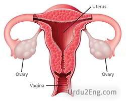 ovary Urdu Meaning