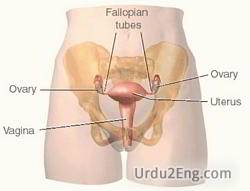 ovary Urdu Meaning