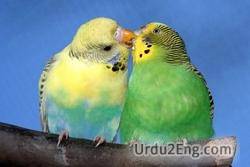 parakeet Urdu Meaning