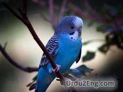 parakeet Urdu Meaning