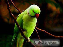 parrot Urdu Meaning