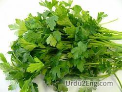 parsley Urdu Meaning