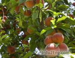 peach Urdu Meaning