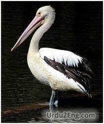 pelican Urdu Meaning