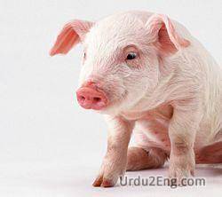 pig Urdu Meaning