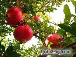 pomegranate Urdu Meaning