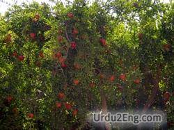 pomegranate Urdu Meaning