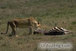 predatory predatori predators attacking zebras sette urdu2eng