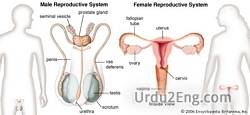 reproductive Urdu Meaning