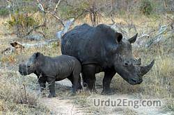 rhinoceros Urdu Meaning