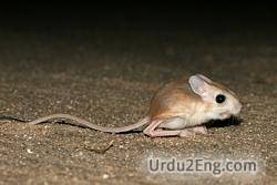 rodent Urdu Meaning