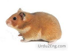 rodent Urdu Meaning