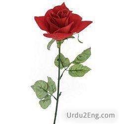 rose Urdu Meaning