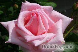 rose Urdu Meaning