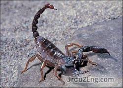 scorpion Urdu Meaning