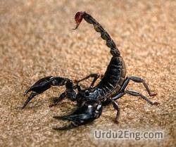 scorpion Urdu Meaning