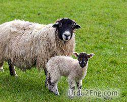 sheep Urdu Meaning