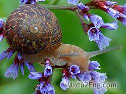 snail Urdu Meaning