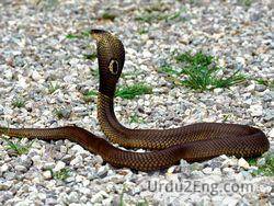 snake Urdu Meaning