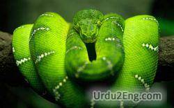 snake Urdu Meaning