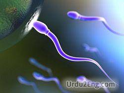 sperm Urdu Meaning