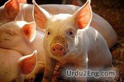 swine Urdu Meaning