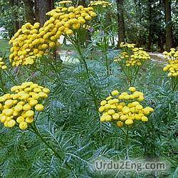 tansy Urdu Meaning