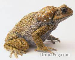 toad Urdu Meaning