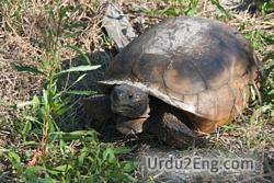 tortoise Urdu Meaning