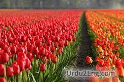 tulip Urdu Meaning