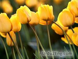 tulip Urdu Meaning