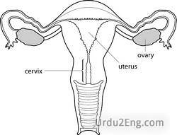 uterus Urdu Meaning