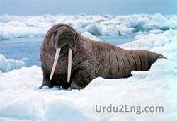 walrus Urdu Meaning