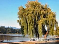 what is the meaning of willow wild in urdu