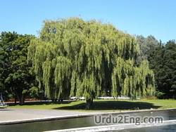 willow Urdu Meaning