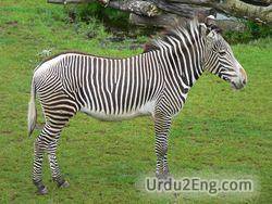 zebra Urdu Meaning