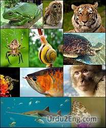 zoology Urdu Meaning