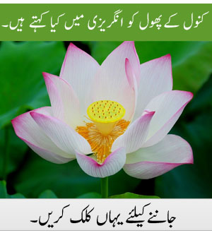 Holiday Urdu Meanings