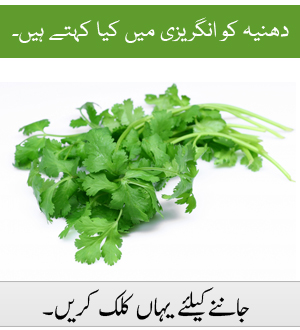 Coriander